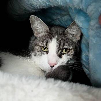 Cletus -  Domestic Short Hair Cat for Adoption in Lakewood, Colorado - Cletus | PetCurious