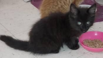Percy -  Domestic Medium Hair Cat for Adoption in Bardstown, Kentucky - Percy | PetCurious
