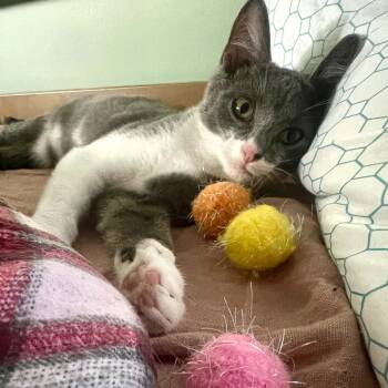 Kyle -  Domestic Short Hair Cat for Adoption in Royal Oak, Michigan - Kyle | PetCurious