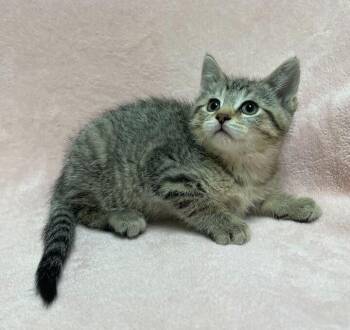 Domestic Short Hair Cats Available for Adoption in Jackson, Michigan - Athos | PetCurious