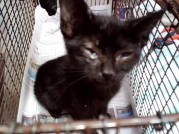 BAGHEERA -  Domestic Short Hair Cat for Adoption in Martinez, California - BAGHEERA | PetCurious