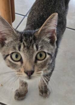 Sawyer -  Domestic Short Hair and Tabby Cat for Adoption in San Antonio, Texas - Sawyer | PetCurious