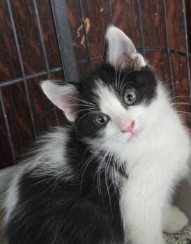 Domestic Medium Hair Cats Available for Adoption in Albuquerque, New Mexico - Boone | PetCurious