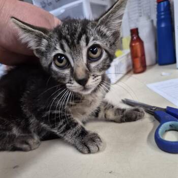 Circe -  Domestic Short Hair Cat for Adoption in Ardmore, Oklahoma - Circe | PetCurious