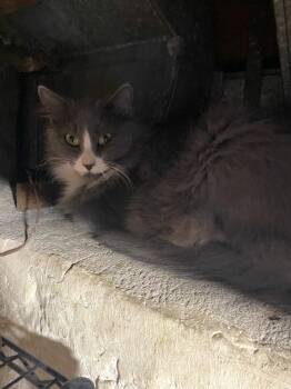 Rescue Domestic Long Hair Cats for Adoption in Albany, Wisconsin - Vanya | PetCurious