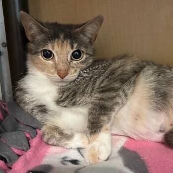 Domestic Short Hair Cats Available for Adoption in Chesapeake, Virginia - Nurse Dana | PetCurious