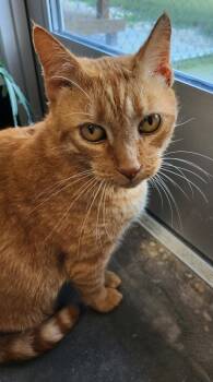 Rescue Domestic Short Hair Cats for Adoption in West Chester, Pennsylvania - Shane | PetCurious