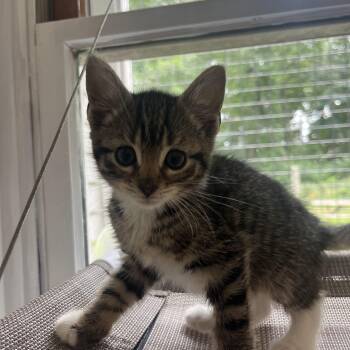 Jacqueline -  Domestic Short Hair Cat for Adoption in Peconic, New York - Jacqueline | PetCurious
