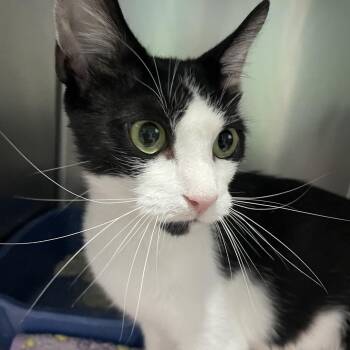 Carol -  Domestic Short Hair Cat for Adoption in Newport, North Carolina - Carol | PetCurious
