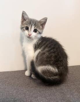 Walker ~ Available at PetSmart Warsaw, IN!! -  Domestic Short Hair Cat for Adoption in Rochester, Indiana - Walker ~ Available At PetSmart Warsaw, IN!! | PetCurious