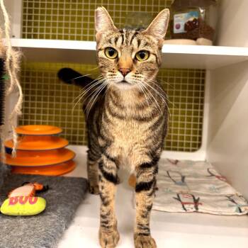Charlie Girl -  Domestic Short Hair Cat for Adoption in Volcano, Hawaii - Charlie Girl | PetCurious