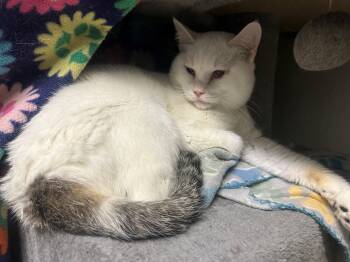 Rescue American Shorthair Cats for Adoption in Quilcene, Washington - Major | PetCurious