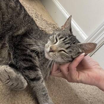 Sunshine -  Domestic Short Hair Cat for Adoption in Springboro, Ohio - Sunshine | PetCurious