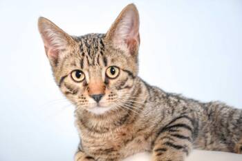 DUMPLING -  Domestic Short Hair Cat for Adoption in Loveland, Colorado - DUMPLING | PetCurious
