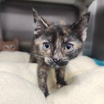 Hallie -  Domestic Short Hair Cat for Adoption in Fort Wayne, Indiana - Hallie | PetCurious