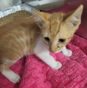 Pen 39 Tobby -  Domestic Short Hair Cat for Adoption in Lawrenceville, Georgia - Pen 39 Tobby | PetCurious