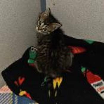 Reggie -  Domestic Short Hair Cat for Adoption in Cedar Rapids, Iowa - Reggie | PetCurious