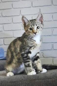 Mike D -  Tabby Cat Available for Adoption in Fresno, California - Mike D | PetCurious