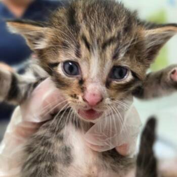 Cricket -  Domestic Short Hair Cat for Adoption in Charleston, West Virginia - Cricket | PetCurious