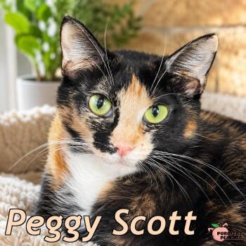 Peggy Scott -  Domestic Short Hair Cat for Adoption in Douglasville, Georgia - Peggy Scott | PetCurious