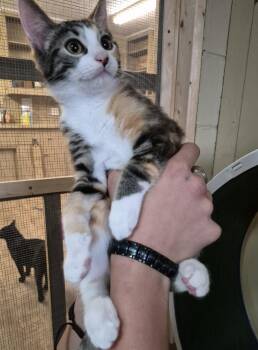 TIANA -  Domestic Short Hair Cat for Adoption in Owatonna, Minnesota - TIANA | PetCurious