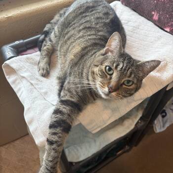 Laverne -  Domestic Short Hair Cat for Adoption in Winchester, Virginia - Laverne | PetCurious