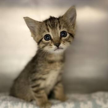 Pea Pod -  Domestic Medium Hair Cat for Adoption in Cheyenne, Wyoming - Pea Pod | PetCurious