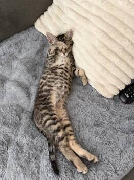 Wrexham -  Domestic Short Hair and Tabby Cat for Adoption in Dallas, Texas - Wrexham | PetCurious