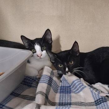 Sir Bacon -  Domestic Short Hair Cat for Adoption in Gautier, Mississippi - Sir Bacon | PetCurious