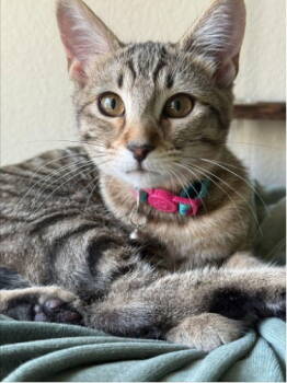 Rescue Domestic Short Hair Cats for Adoption in Mission Viejo, California - Ciabatta | PetCurious