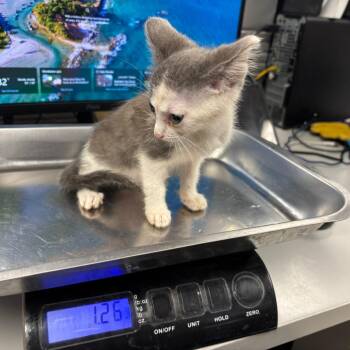 Crystal Jones -  Domestic Short Hair Cat for Adoption in Saint Joseph, Missouri - Crystal Jones | PetCurious