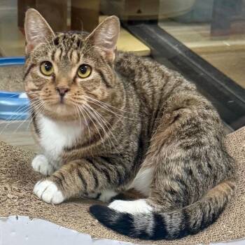 Domestic Short Hair Cats Available for Adoption in Lakeland, Florida - Buttons | PetCurious