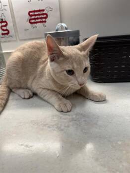 Domestic Short Hair Cats Available for Adoption in Baytown, Texas - FLINT | PetCurious
