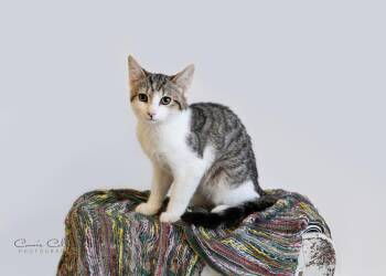 Stephan -  Domestic Short Hair Cat for Adoption in Birmingham, Alabama - Stephan | PetCurious
