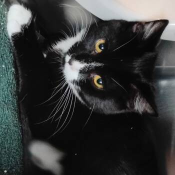 Rescue Domestic Short Hair Cats for Adoption in Cedaredge, Colorado - Gretel | PetCurious