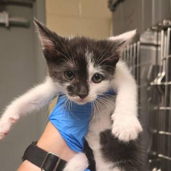 Milkshake -  Domestic Short Hair Cat for Adoption in Concord, North Carolina - Milkshake | PetCurious