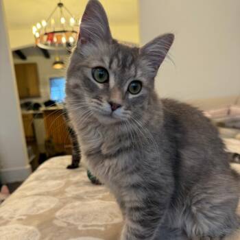Sadie -  Domestic Medium Hair Cat for Adoption in Los Angeles, California - Sadie | PetCurious