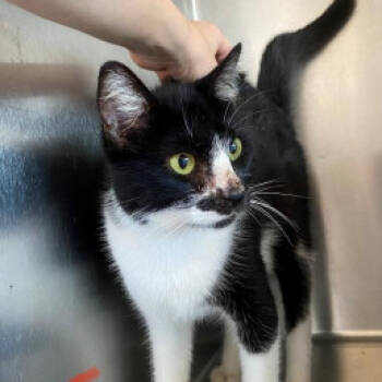 Rescue Domestic Short Hair Cats for Adoption in West Palm Beach, Florida - Felica | PetCurious