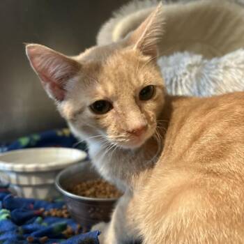 Stucco -  Domestic Short Hair Cat for Adoption in Louisville, Kentucky - Stucco | PetCurious