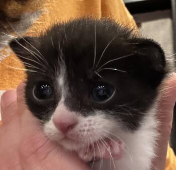 Little Brother -  Domestic Short Hair Cat for Adoption in Ontario, New York - Little Brother | PetCurious