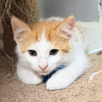 Kittens and more kittens -  Domestic Short Hair Cat for Adoption in Momence, Illinois - Kittens And More Kittens | PetCurious