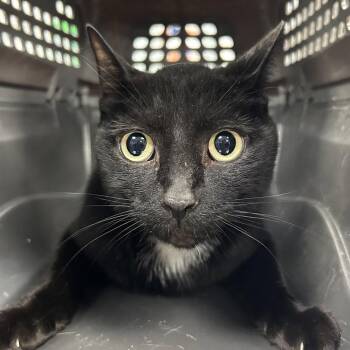 Saint -  Domestic Short Hair Cat for Adoption in New Castle, Delaware - Saint | PetCurious