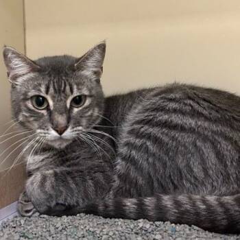 Rescue Domestic Short Hair Cats for Adoption in Concord, New Hampshire - Hannah | PetCurious