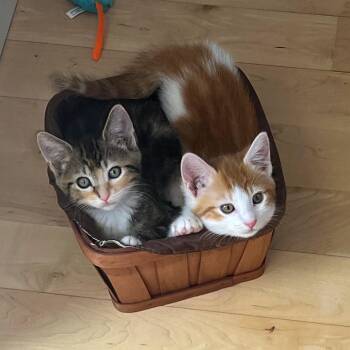 Beverly Crusher -  Domestic Short Hair Cat for Adoption in Woodinville, Washington - Beverly Crusher | PetCurious