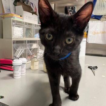 Shadow -  Domestic Short Hair Cat for Adoption in Englewood, Florida - Shadow | PetCurious