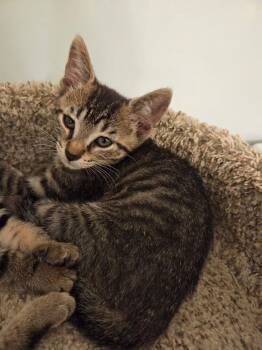 Chai -  Domestic Short Hair Cat for Adoption in Ferndale, Michigan - Chai | PetCurious