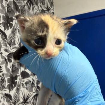 Domestic Medium Hair Cats Available for Adoption in Wahiawa, Hawaii - Charloette | PetCurious