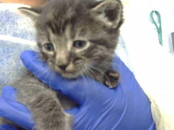 Domestic Medium Hair Cats Available for Adoption in Dallas, Texas - TODO | PetCurious