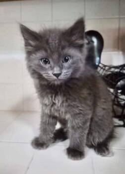 Daquiri -  Domestic Short Hair Cat for Adoption in Dixon, California - Daquiri | PetCurious