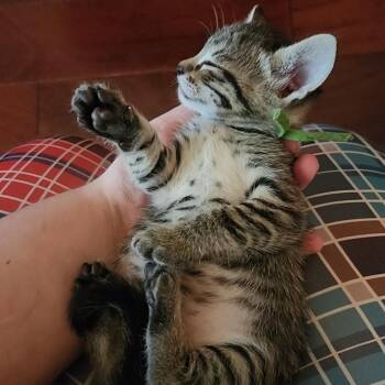 Iditarod Musher 7 -  Domestic Short Hair Cat for Adoption in Austin, Texas - Iditarod Musher 7 | PetCurious